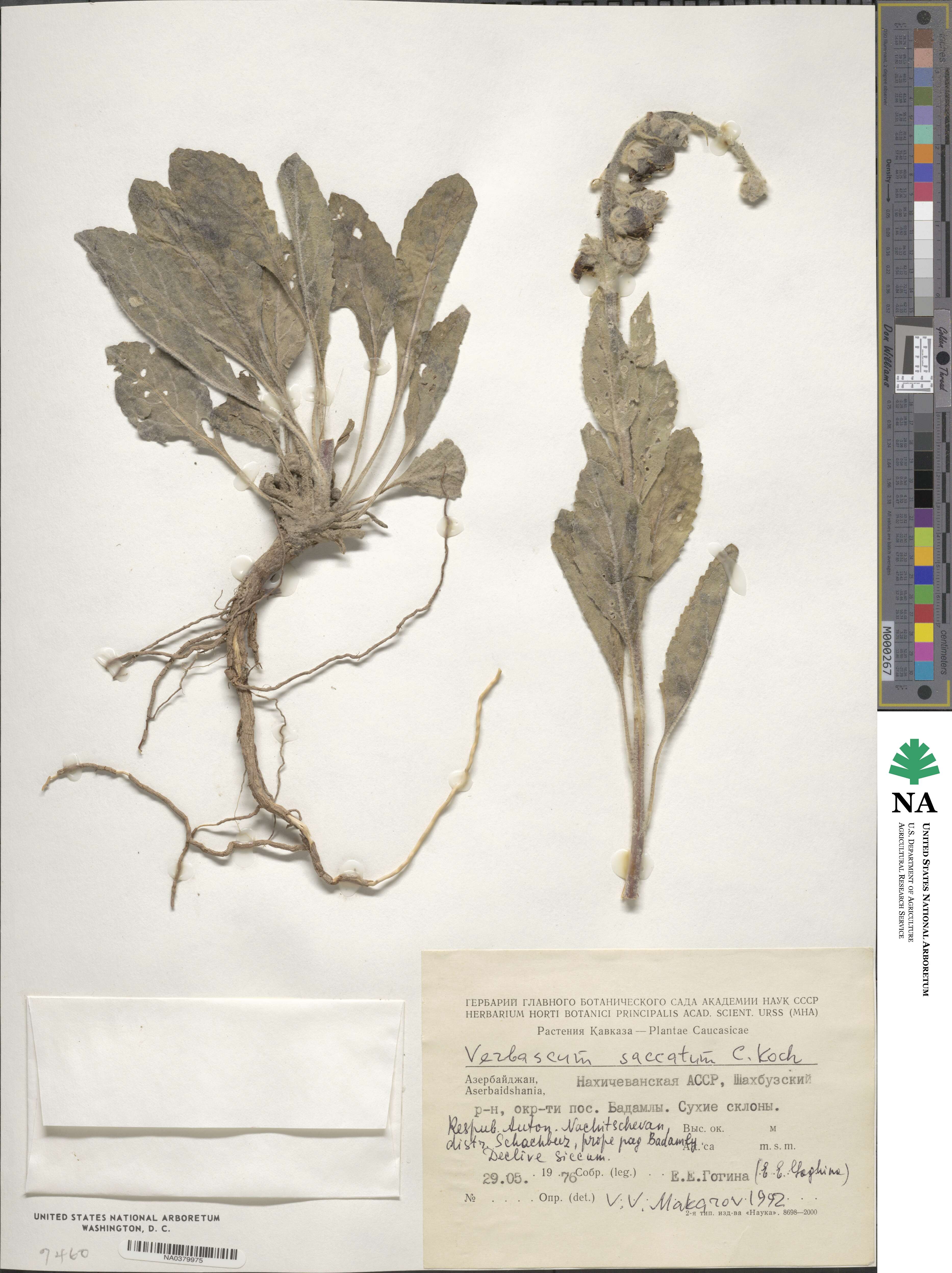 Verbascum saccatum image