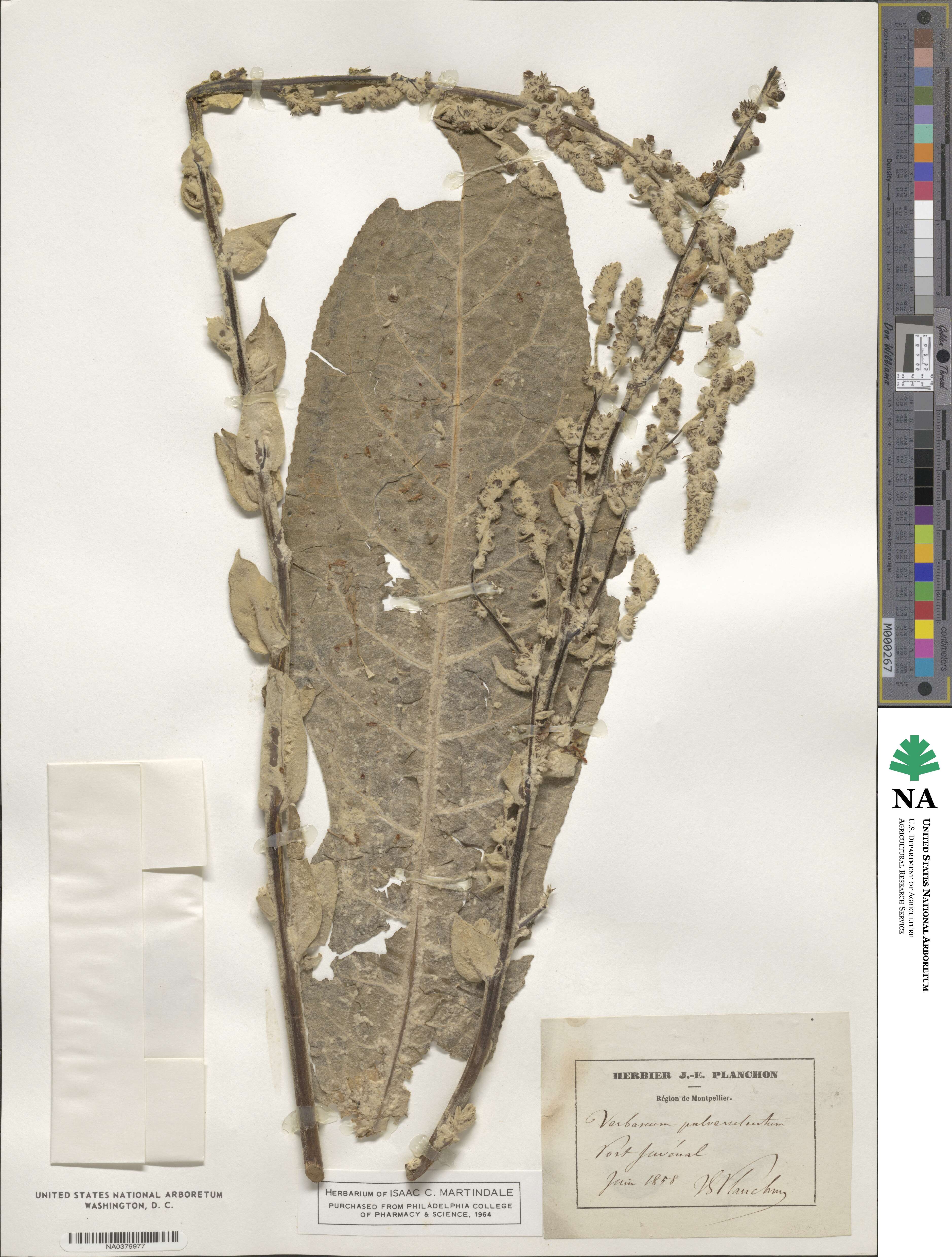 Verbascum pulverulentum image