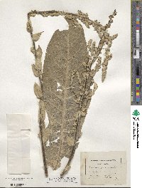 Verbascum pulverulentum image
