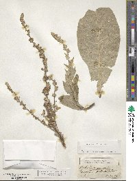 Verbascum pulverulentum image