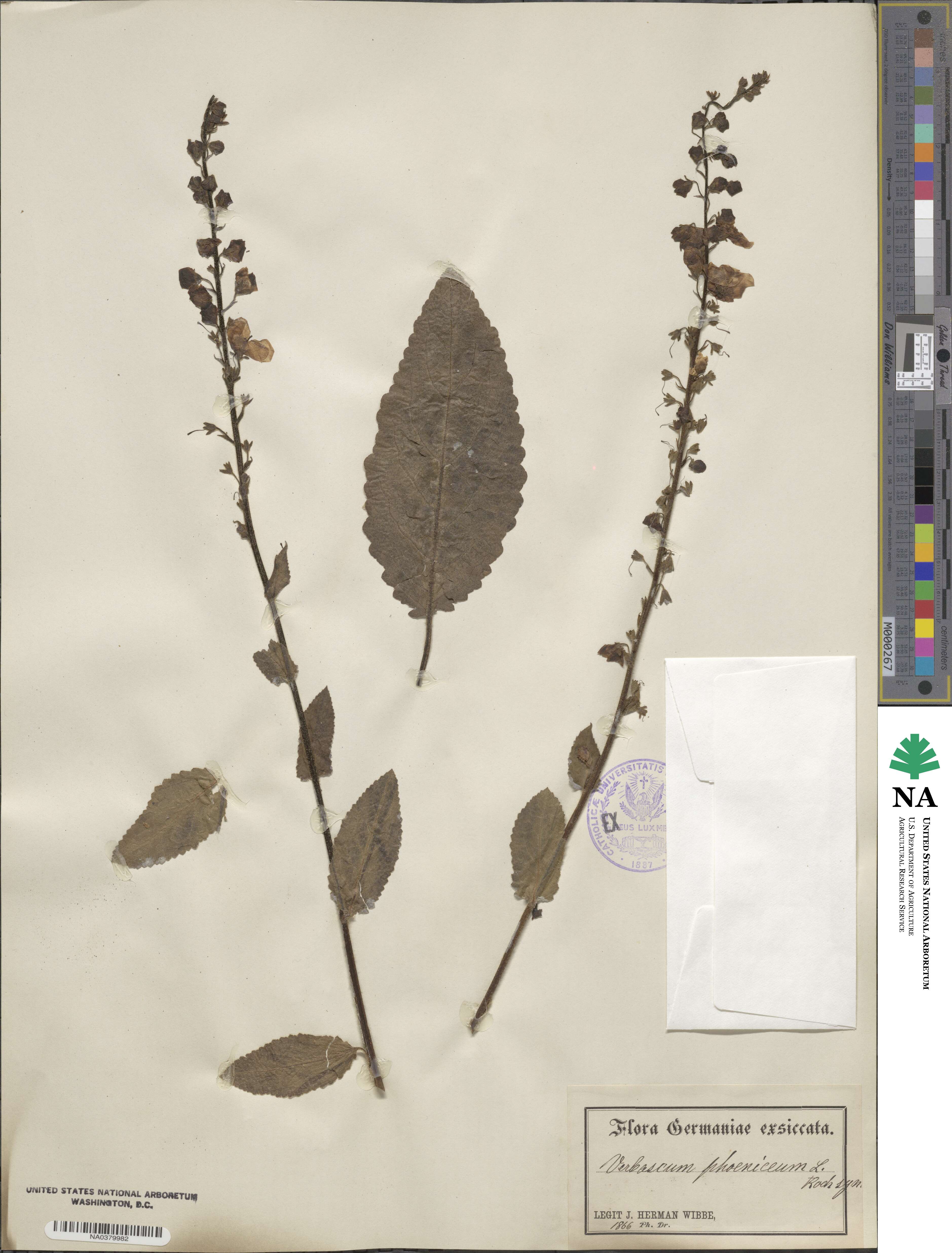 Verbascum phoeniceum image