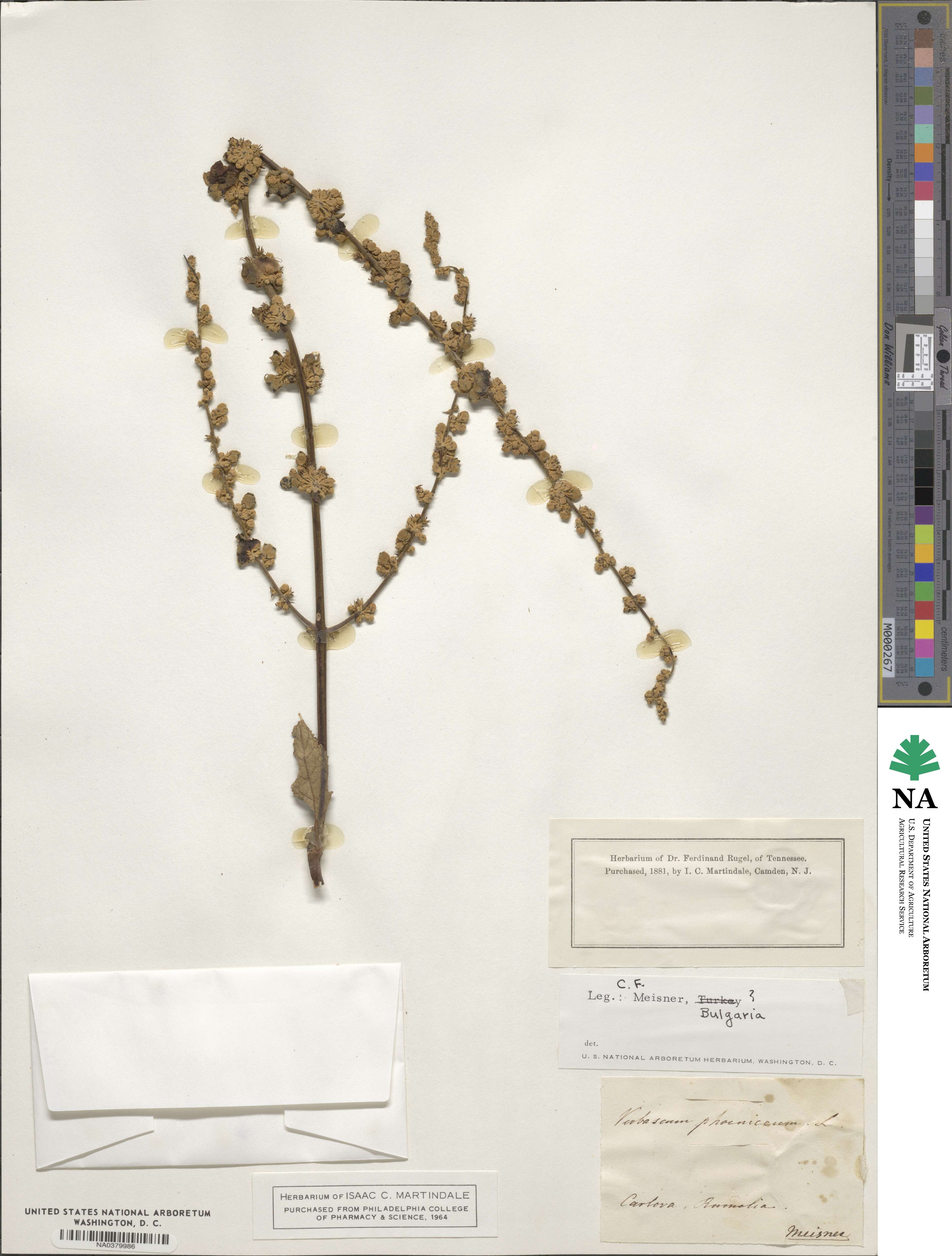 Verbascum phoeniceum image