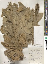 Verbascum thapsus image