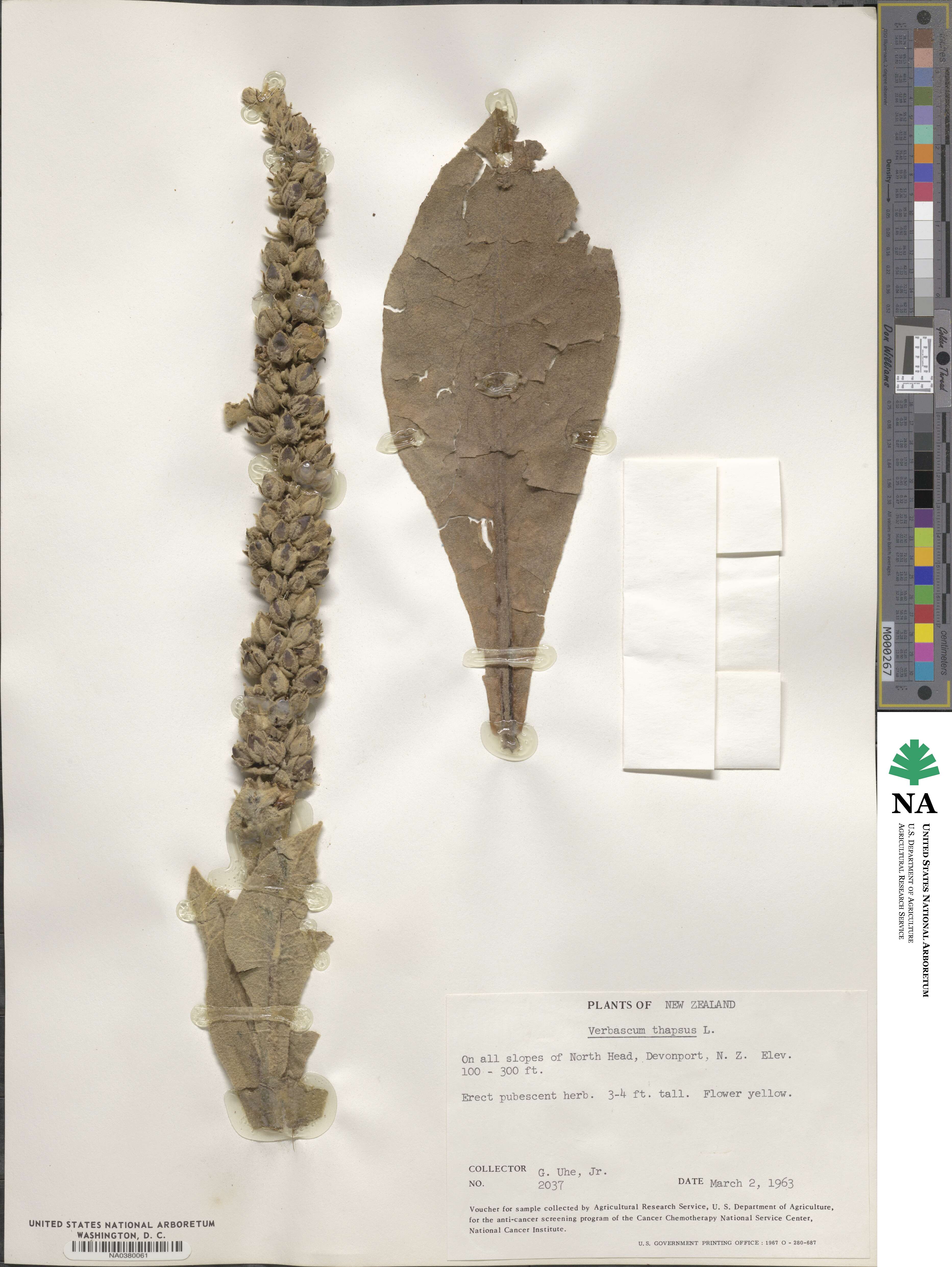 Verbascum thapsus image
