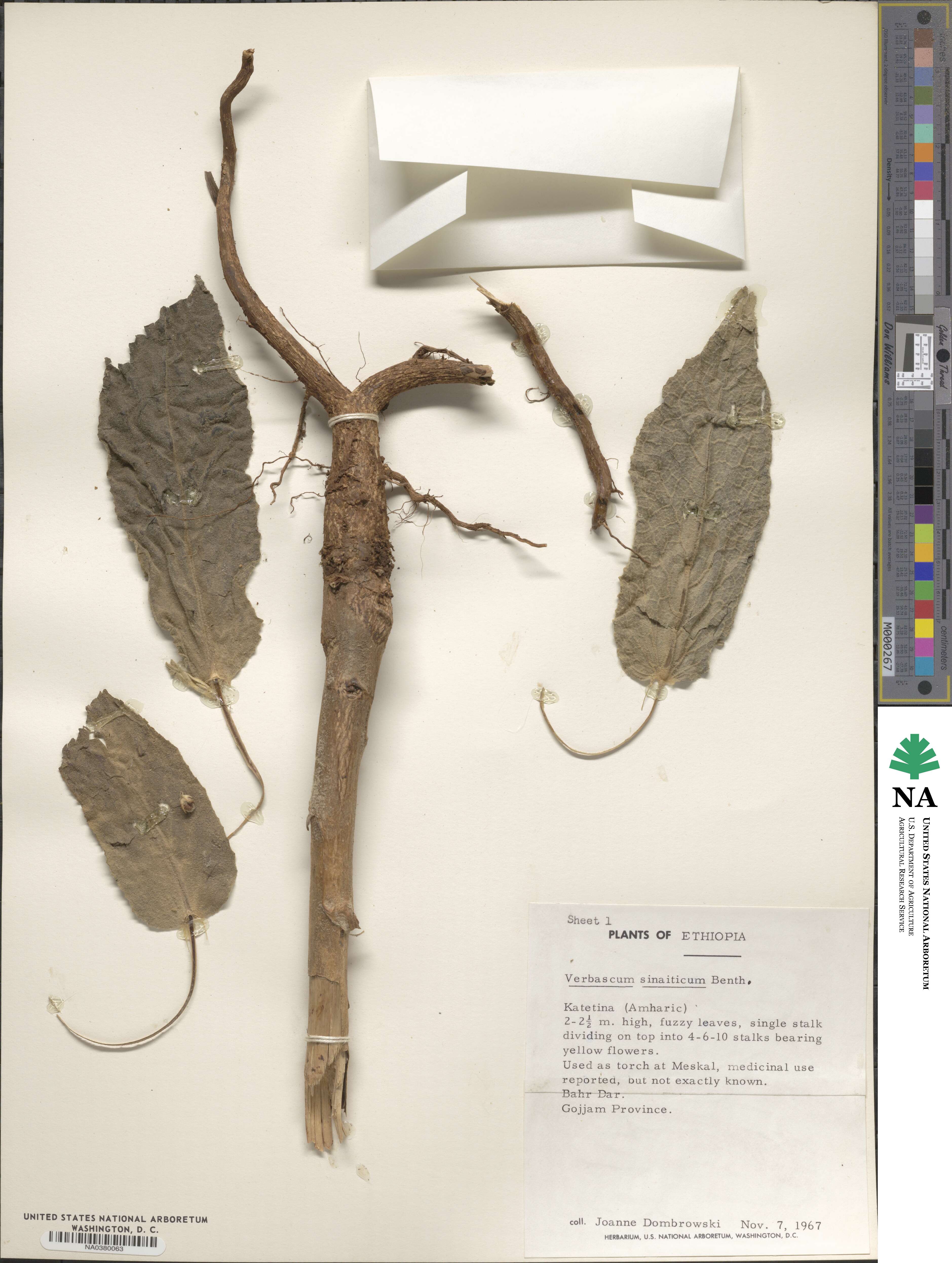 Verbascum sinaiticum image