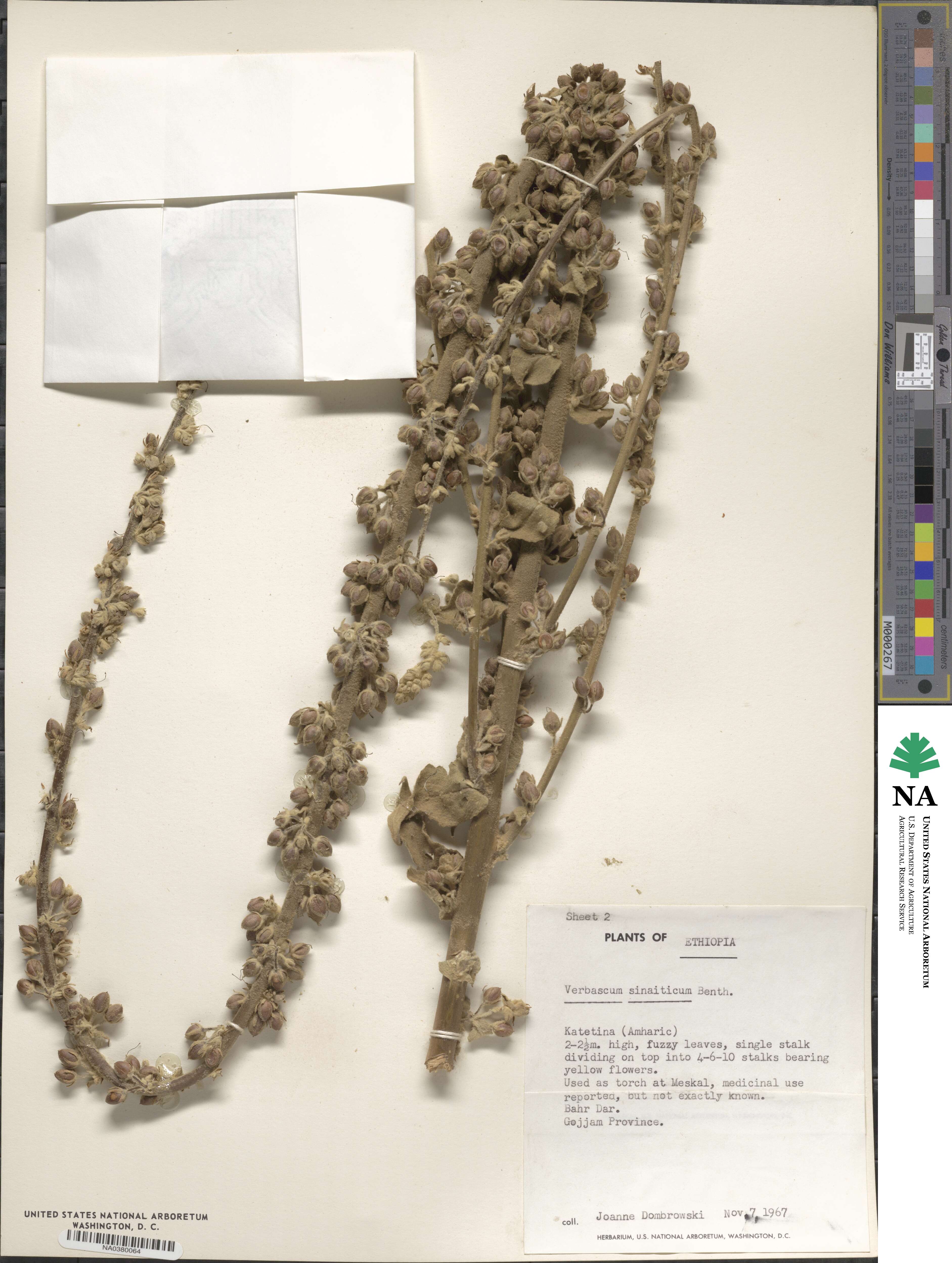 Verbascum sinaiticum image