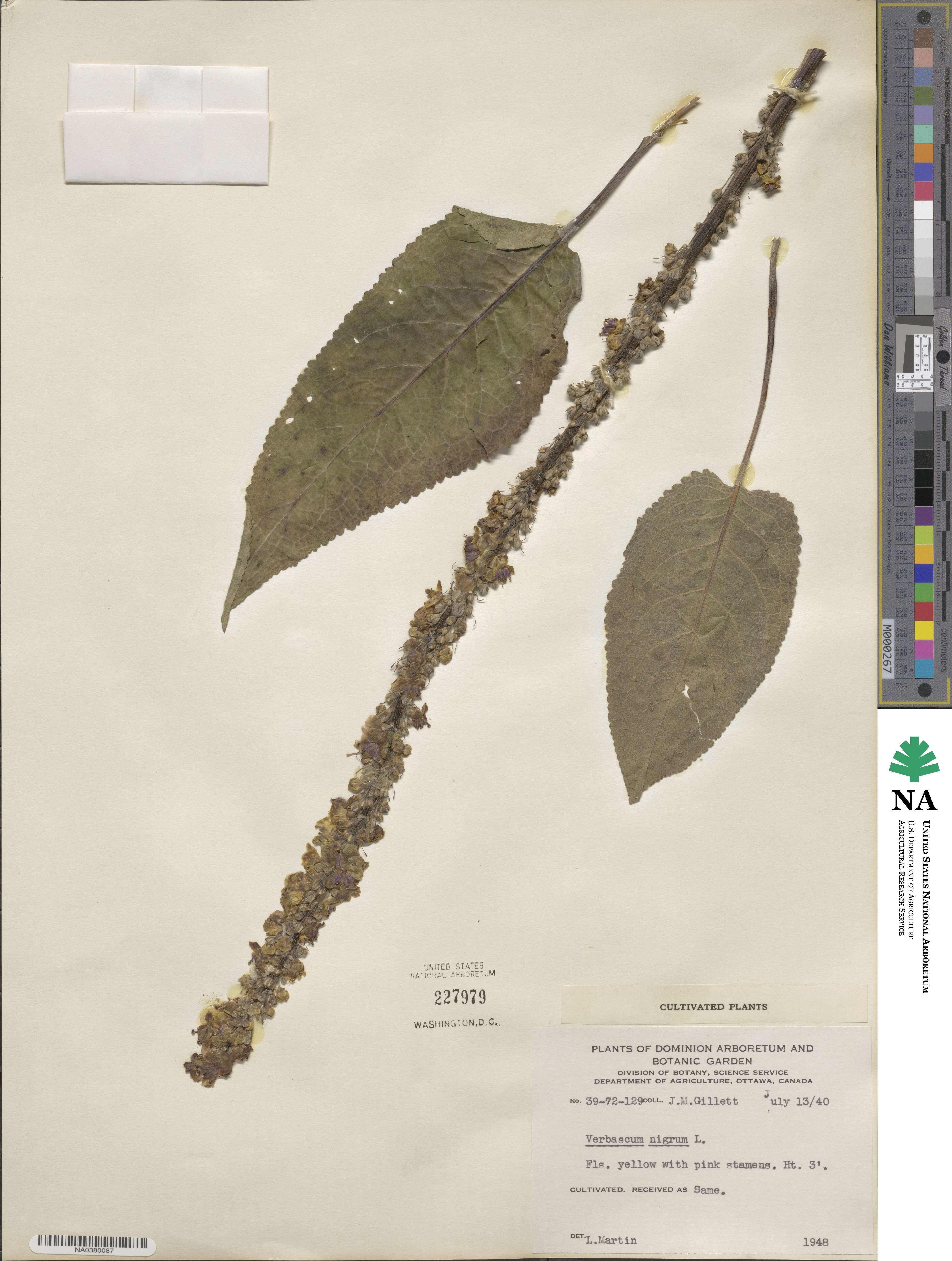 Verbascum nigrum image