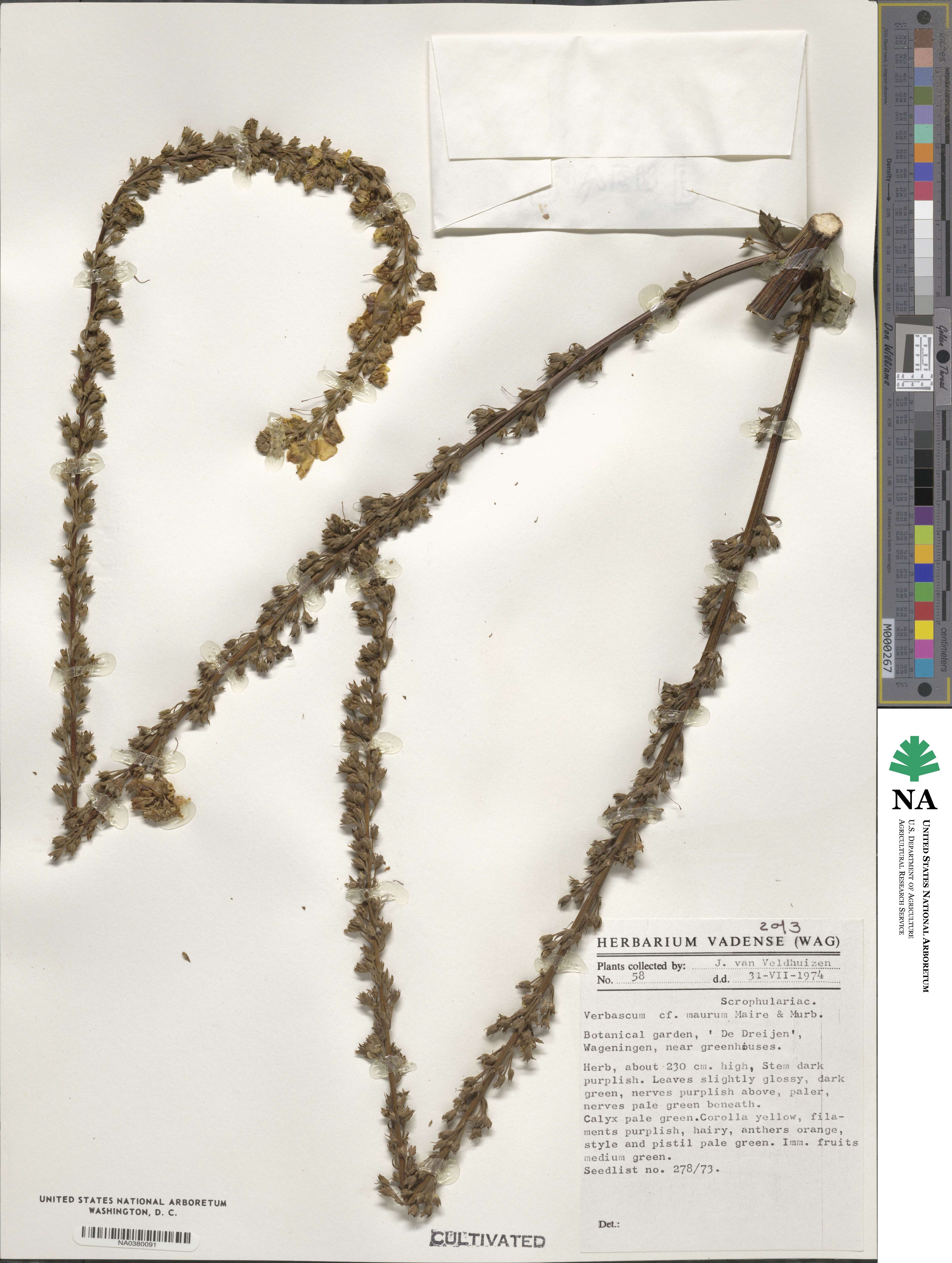 Verbascum maurum image