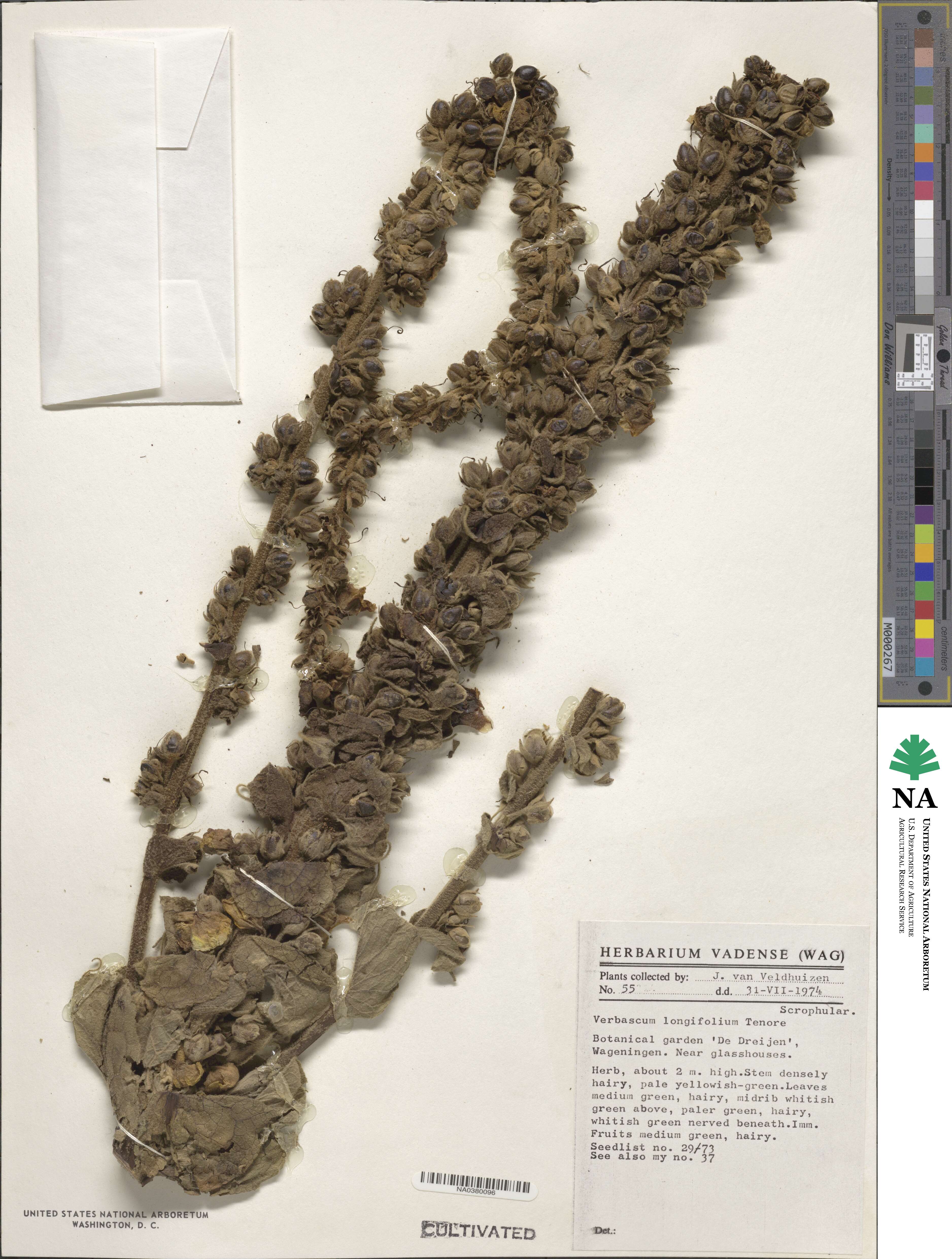 Verbascum longifolium image