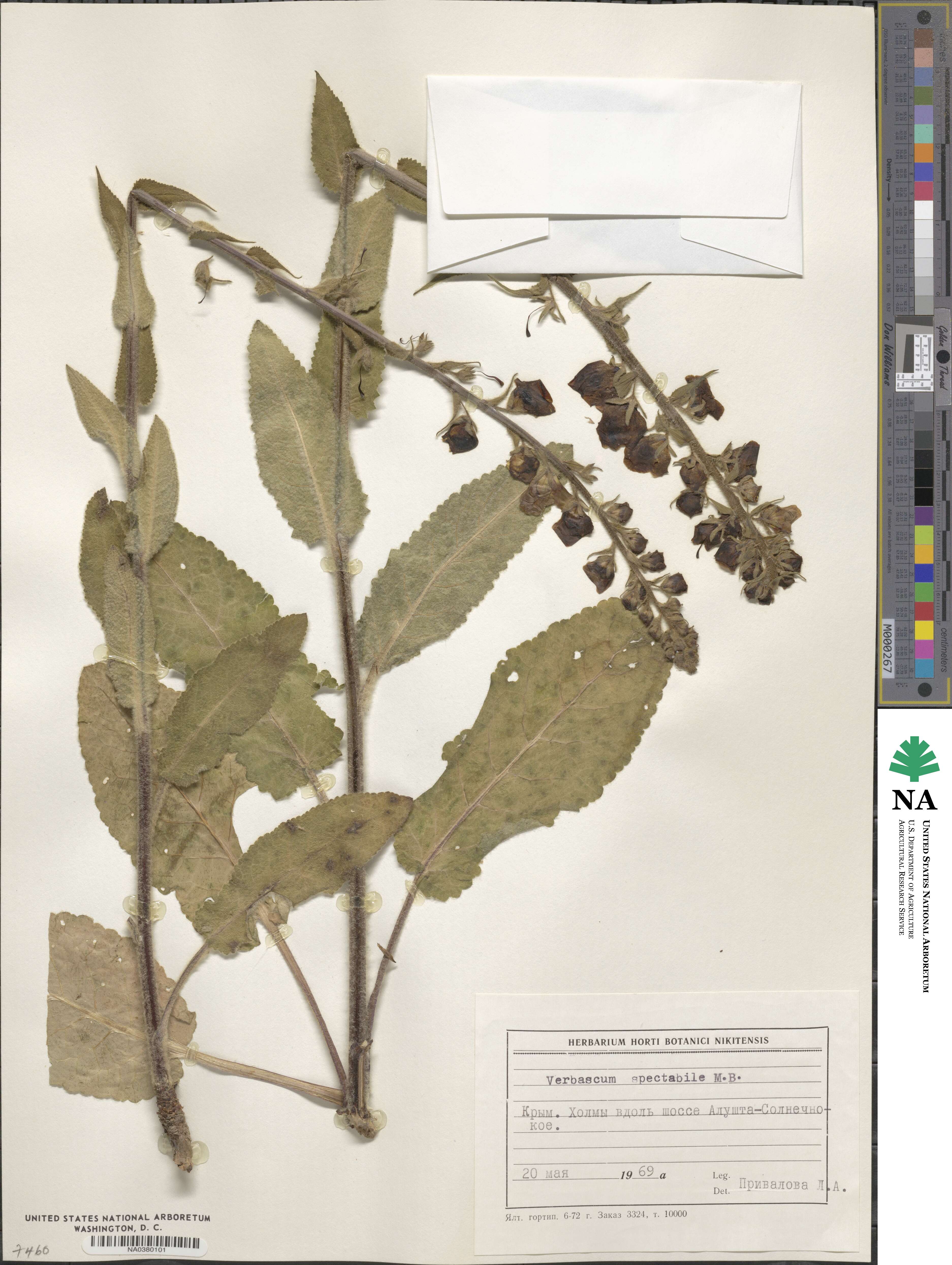 Verbascum spectabile image