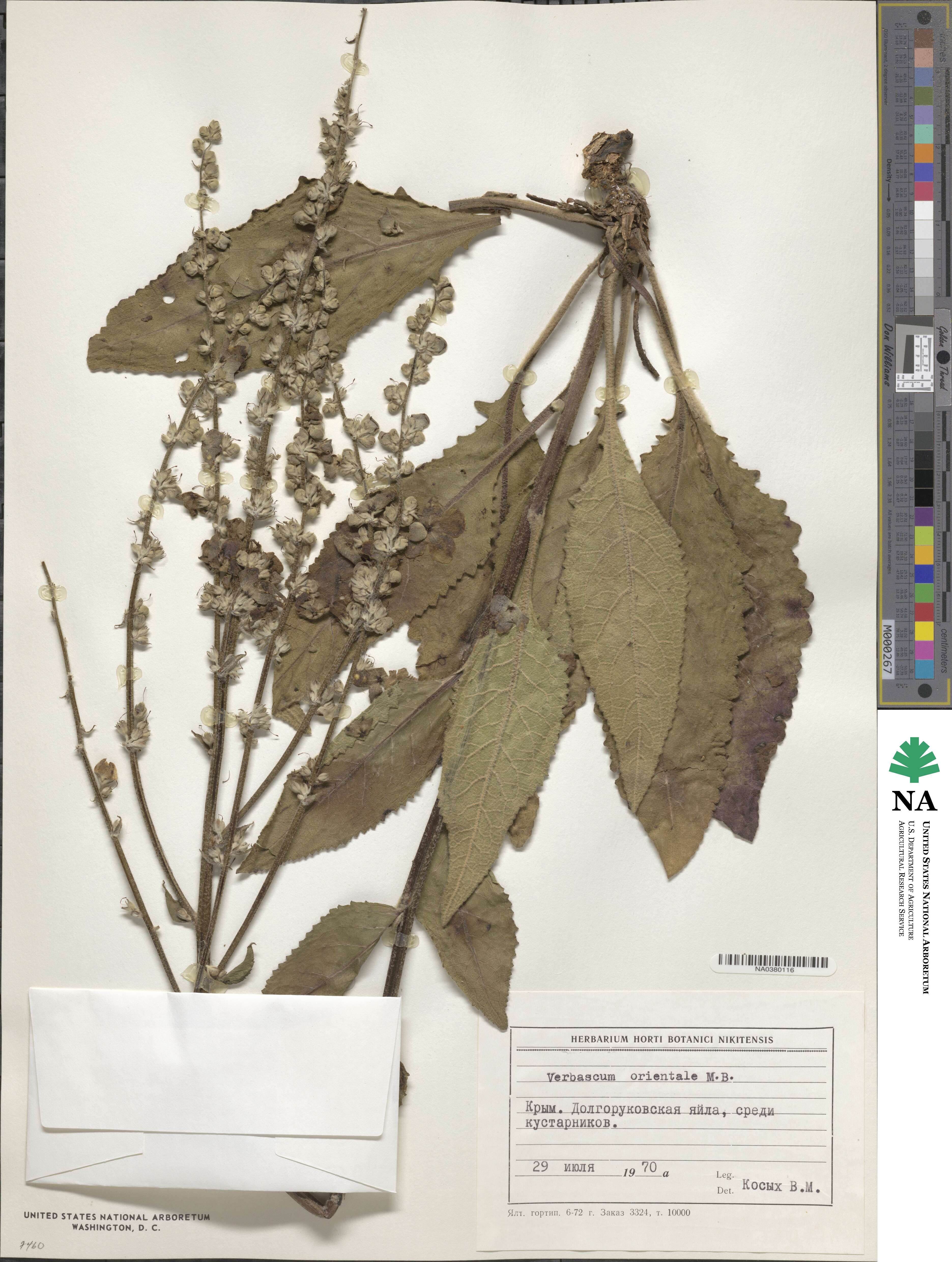 Verbascum orientale image