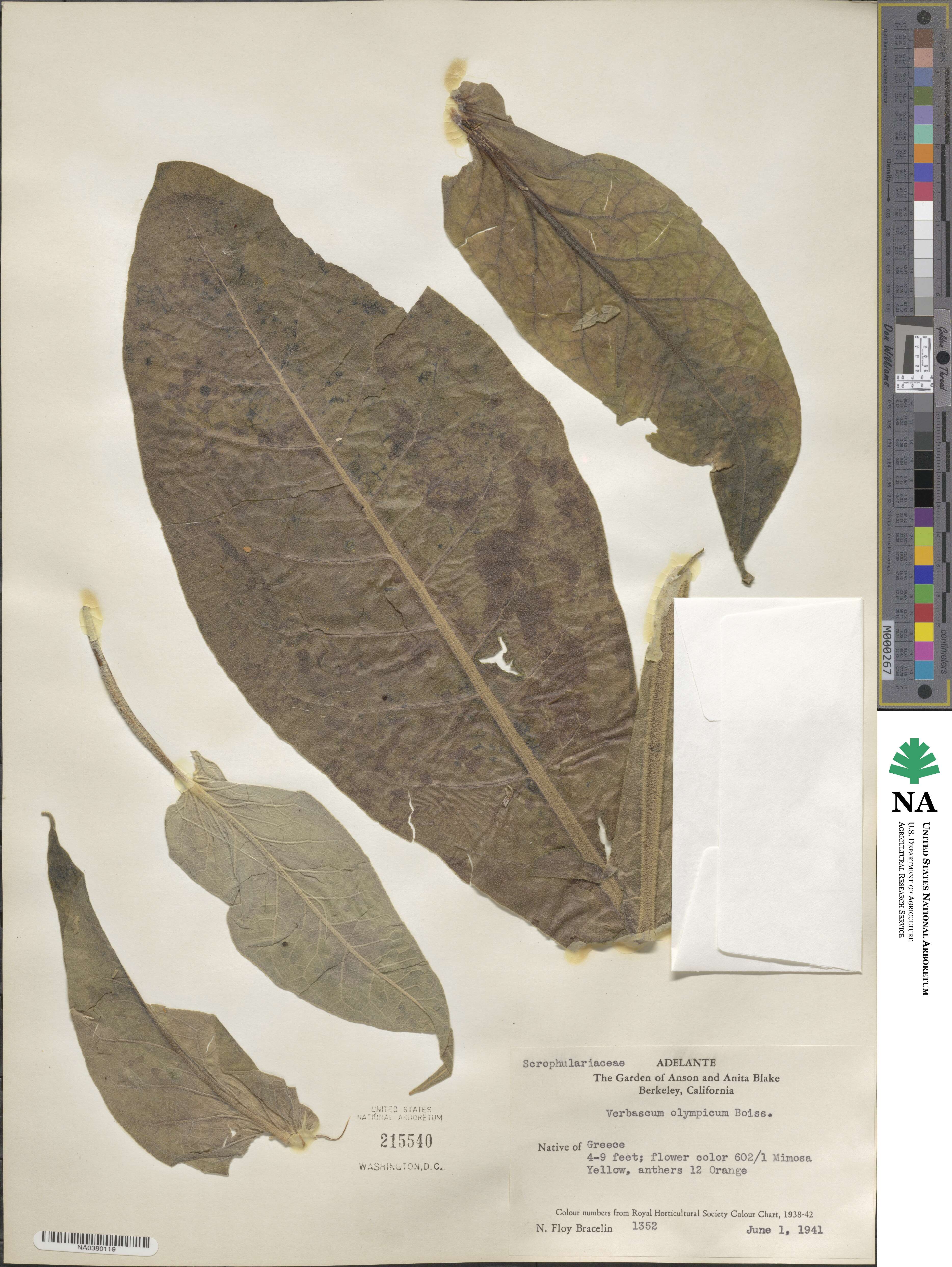 Verbascum olympicum image