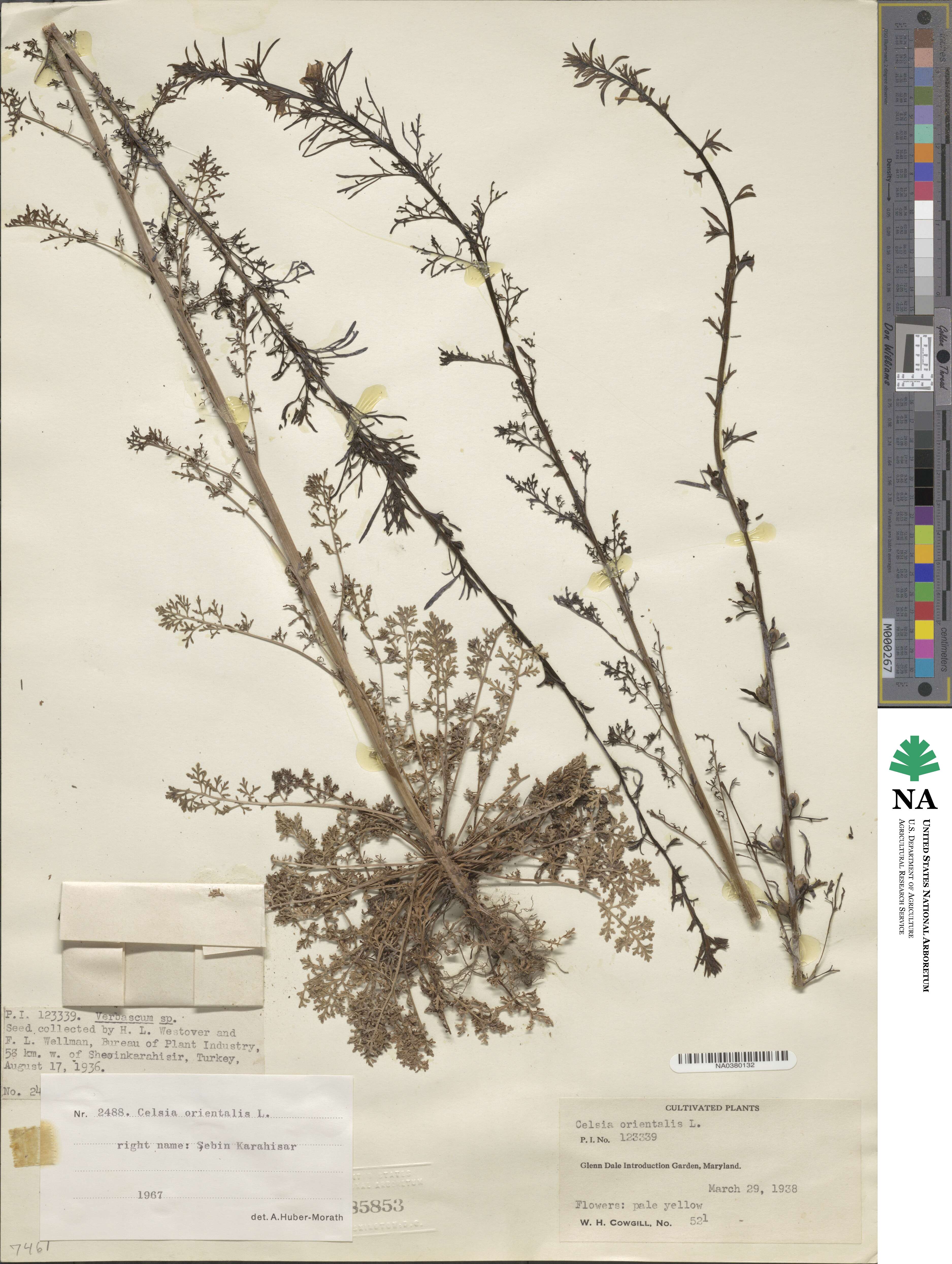 Verbascum orientale subsp. orientale image