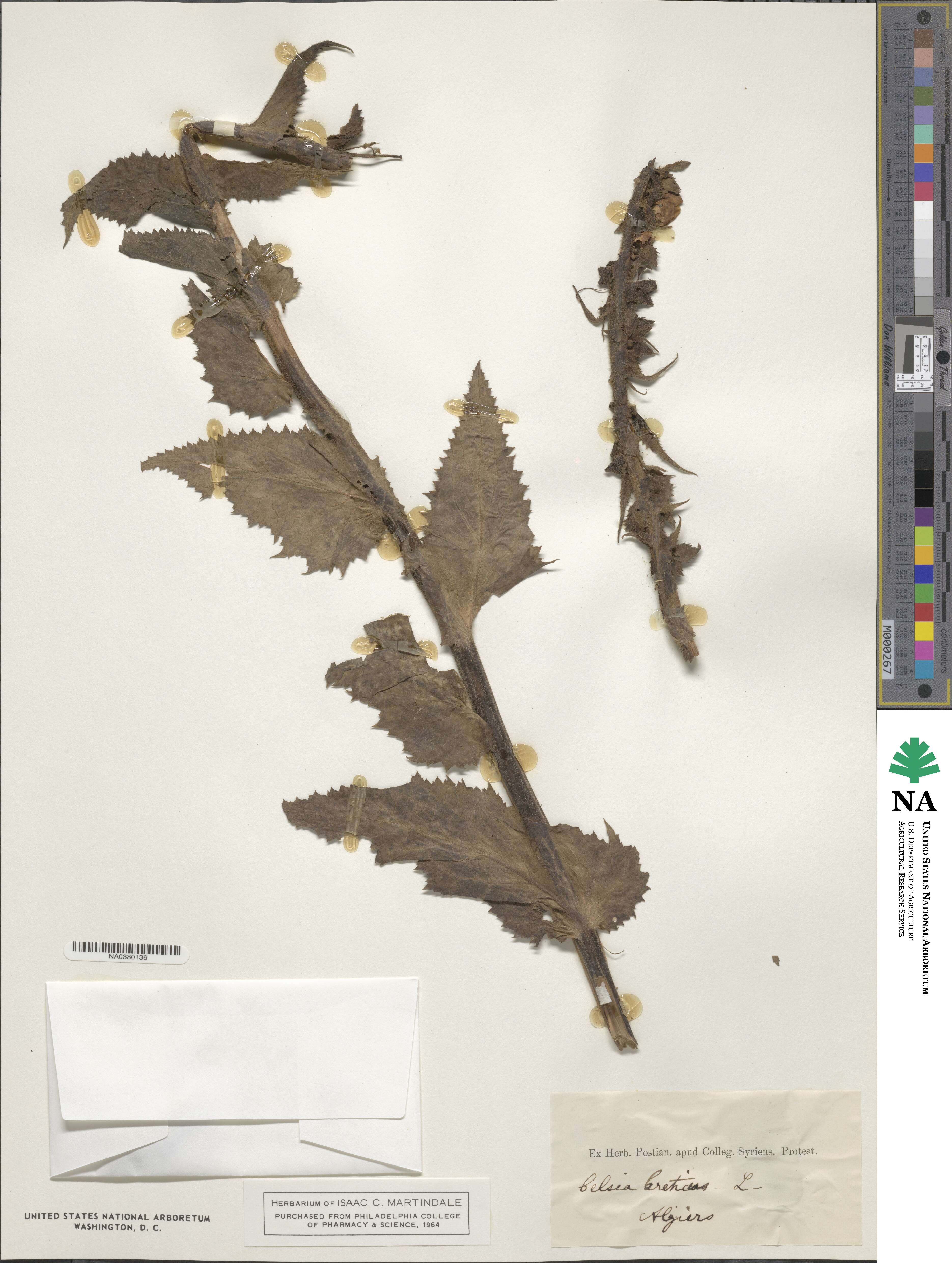 Celsia image