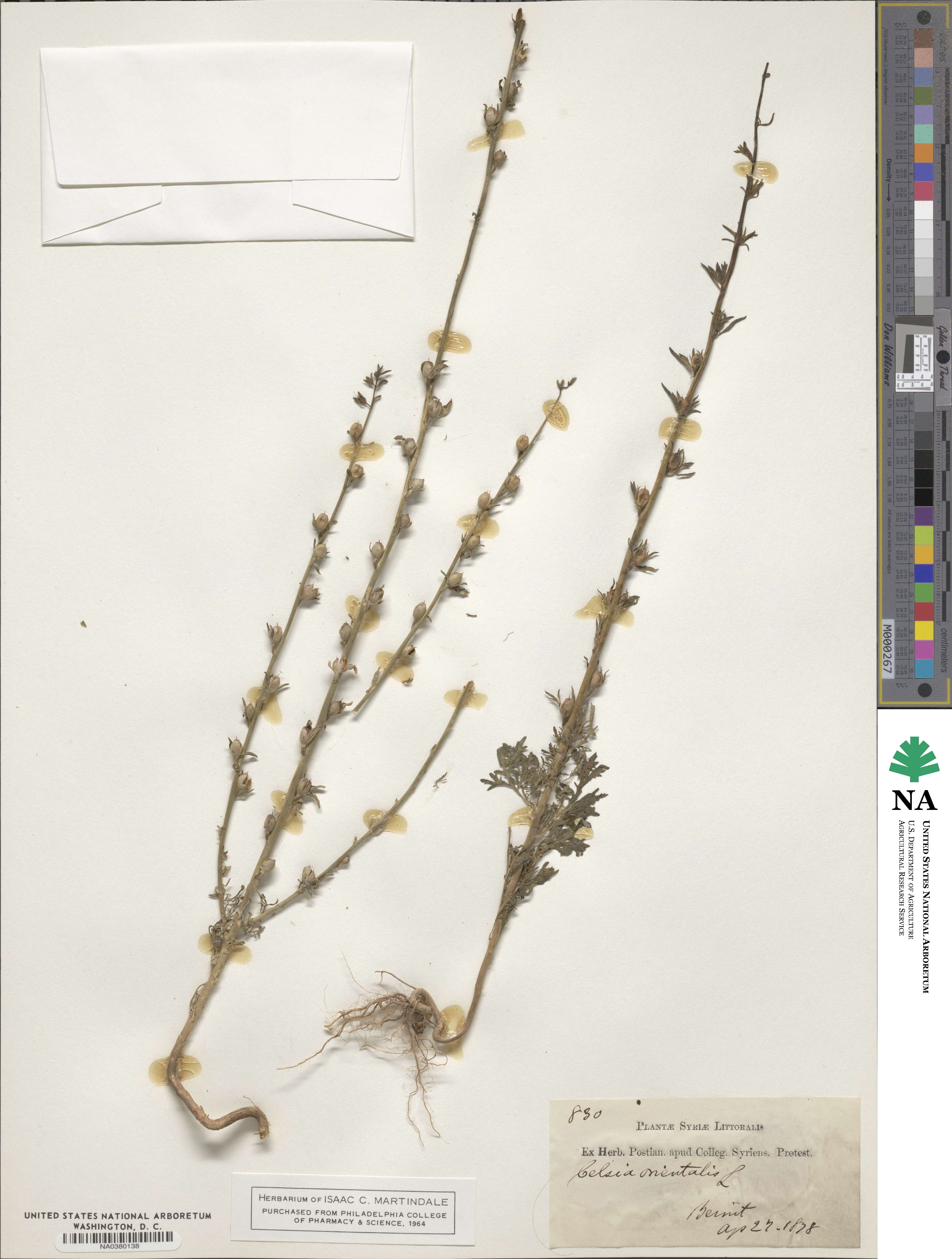 Verbascum orientale image