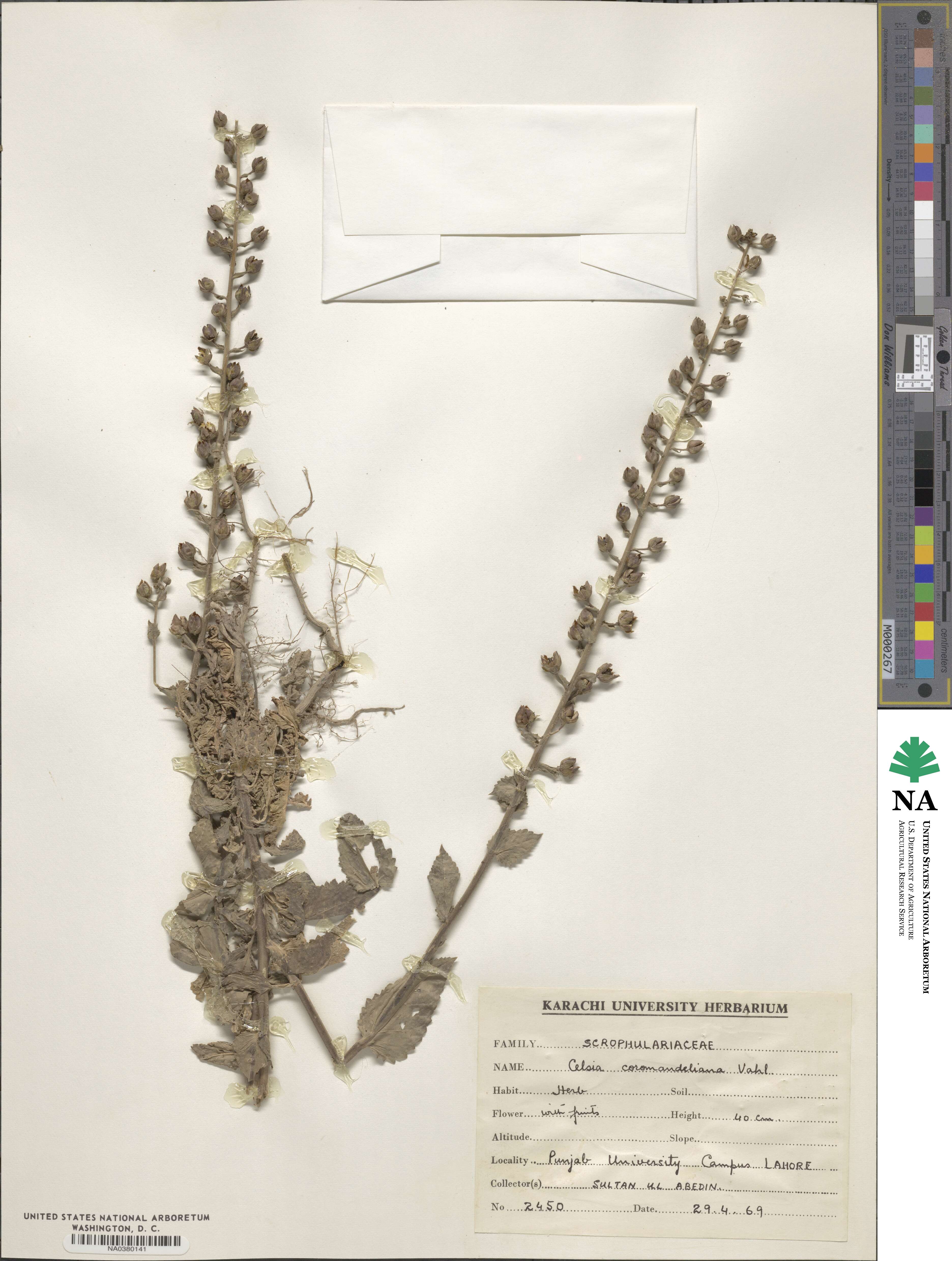 Verbascum chinense image
