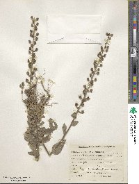 Verbascum chinense image