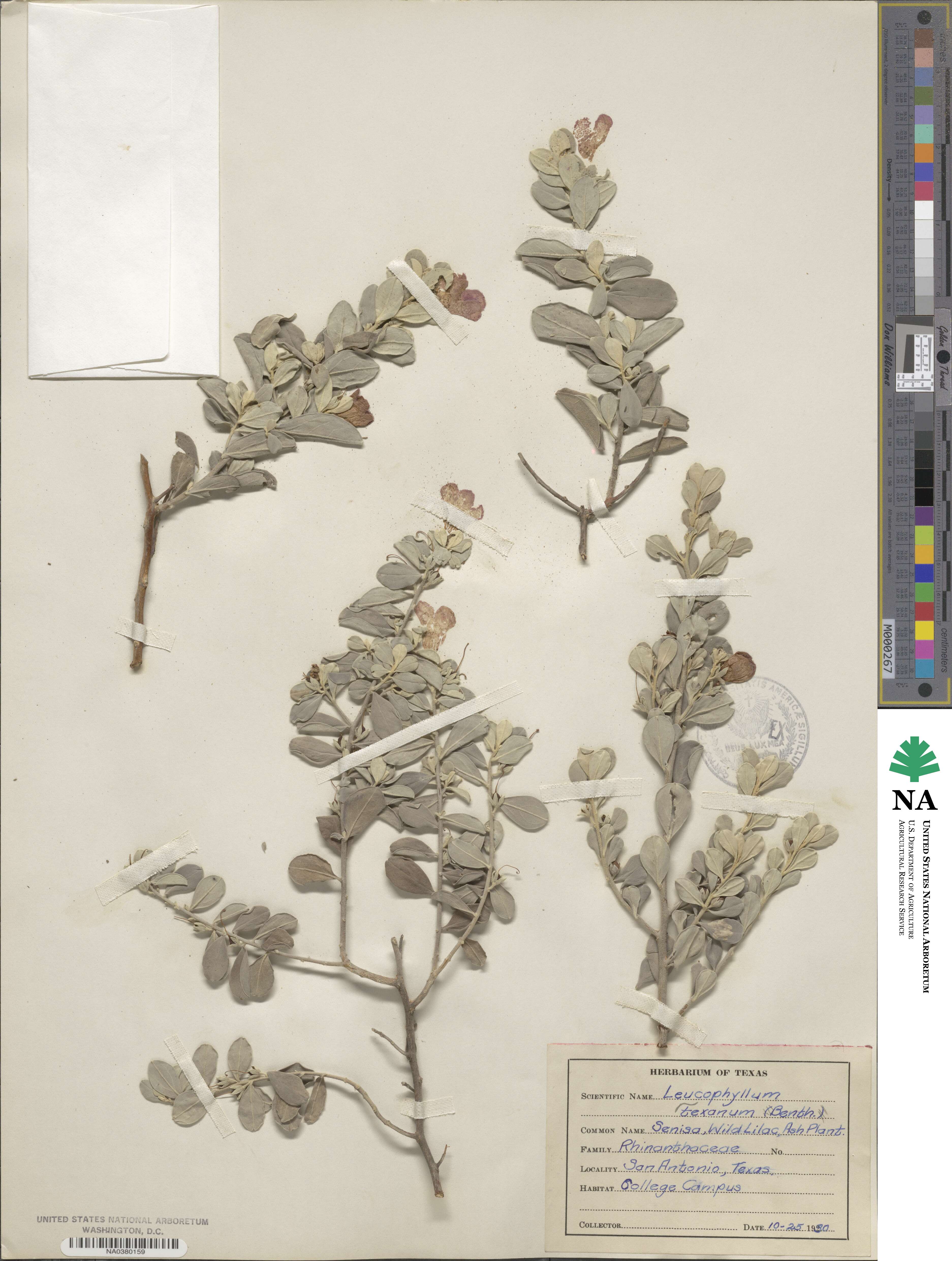 Leucophyllum image