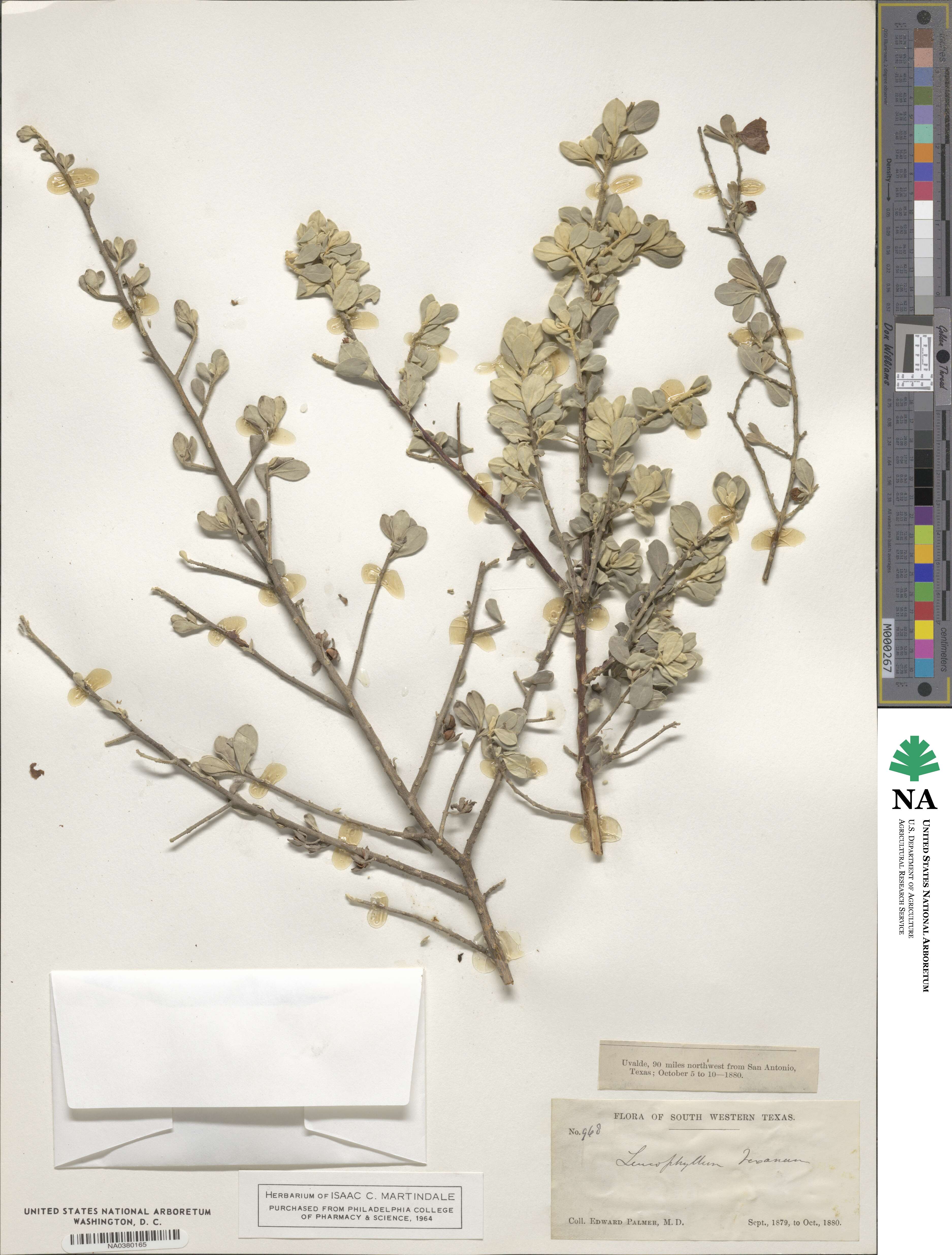 Leucophyllum frutescens image