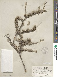 Image of Leucophyllum minus