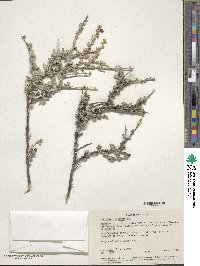 Leucophyllum minus image