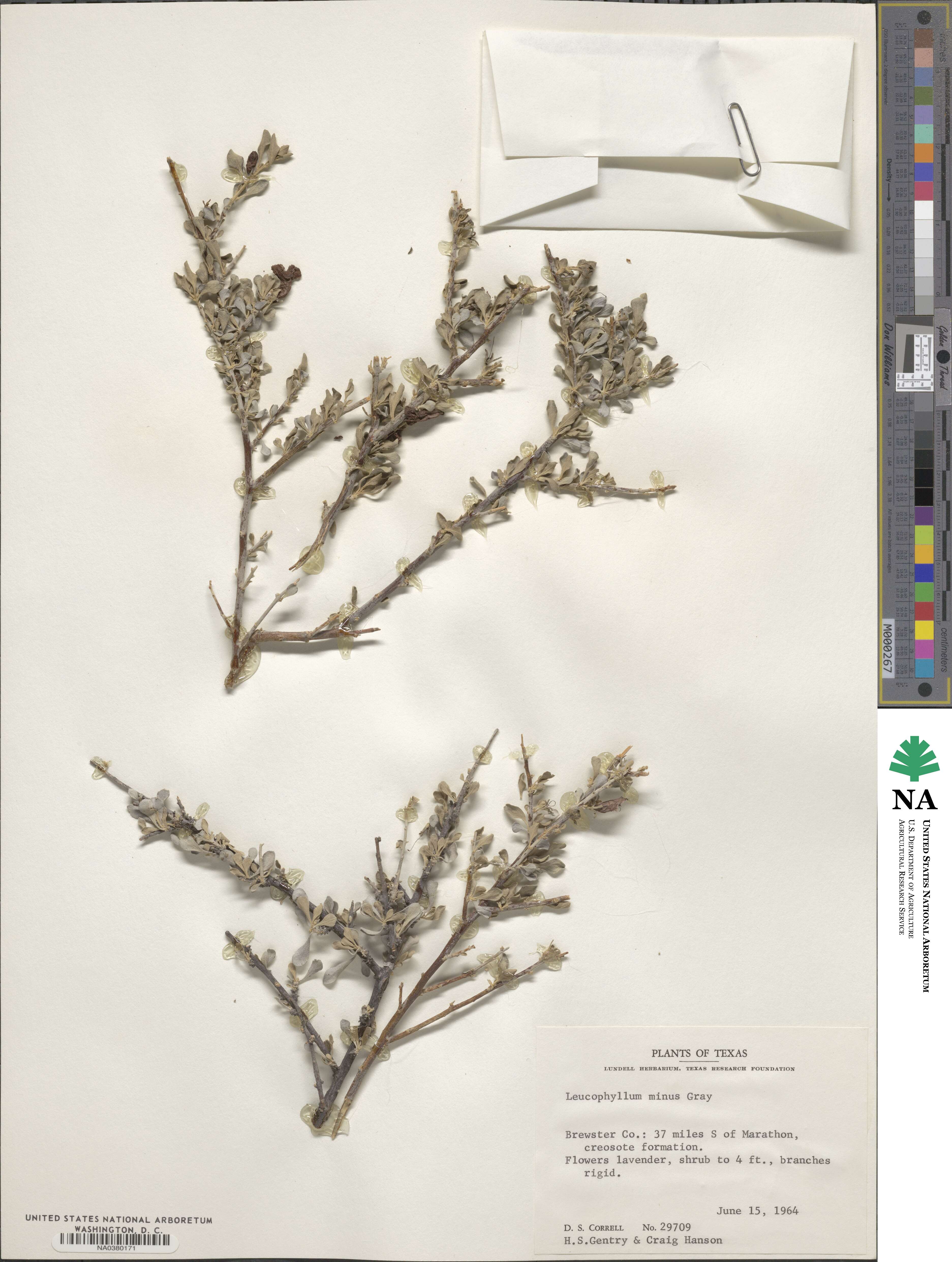 Leucophyllum minus image