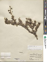 Leucophyllum minus image