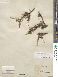 Leucophyllum minus image