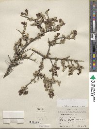 Leucophyllum minus image