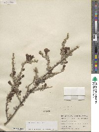 Leucophyllum minus image