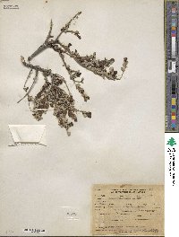 Leucophyllum minus image