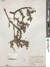 Leucophyllum minus image