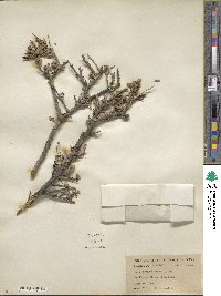Leucophyllum minus image