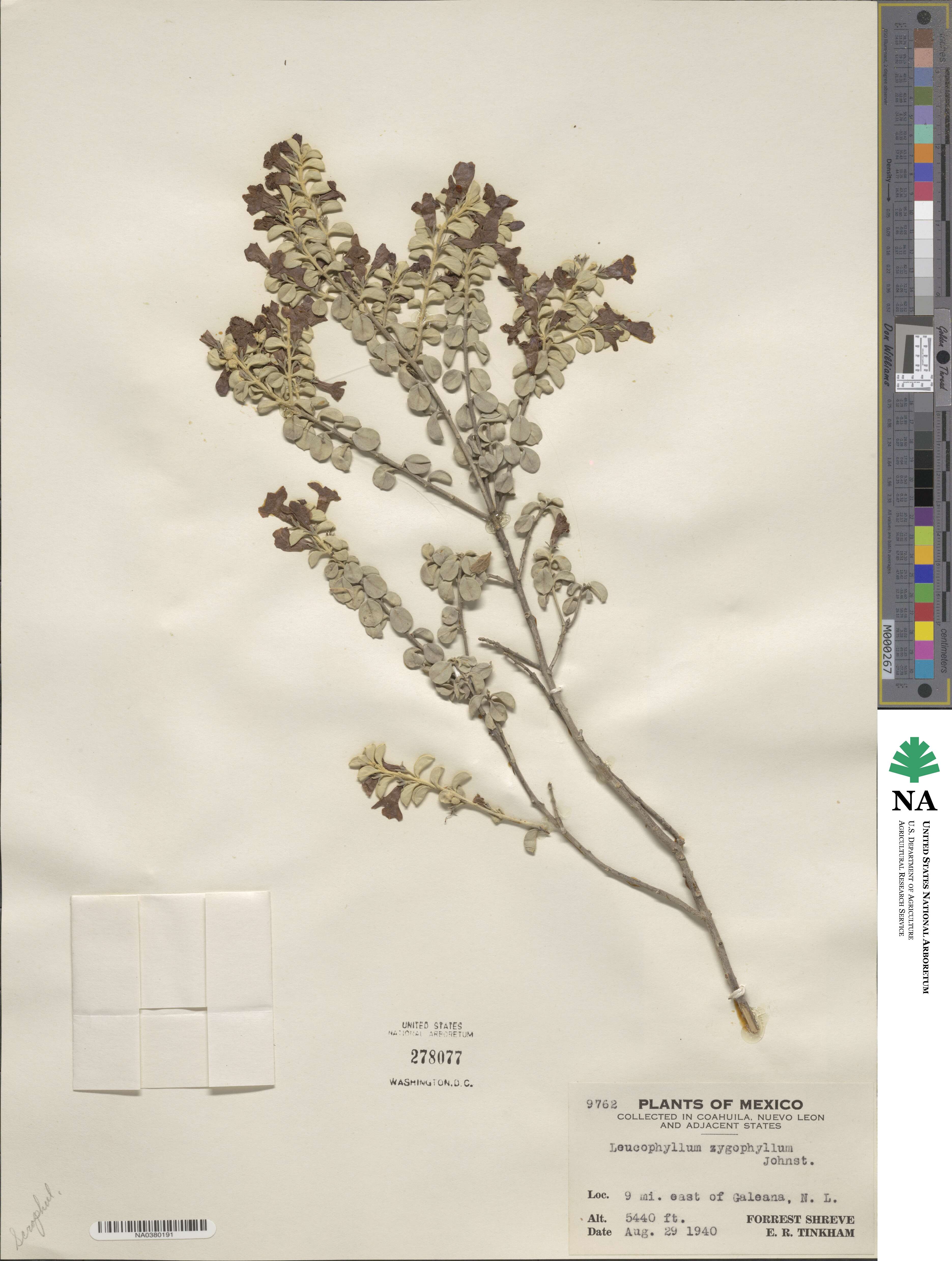 Leucophyllum zygophyllum image
