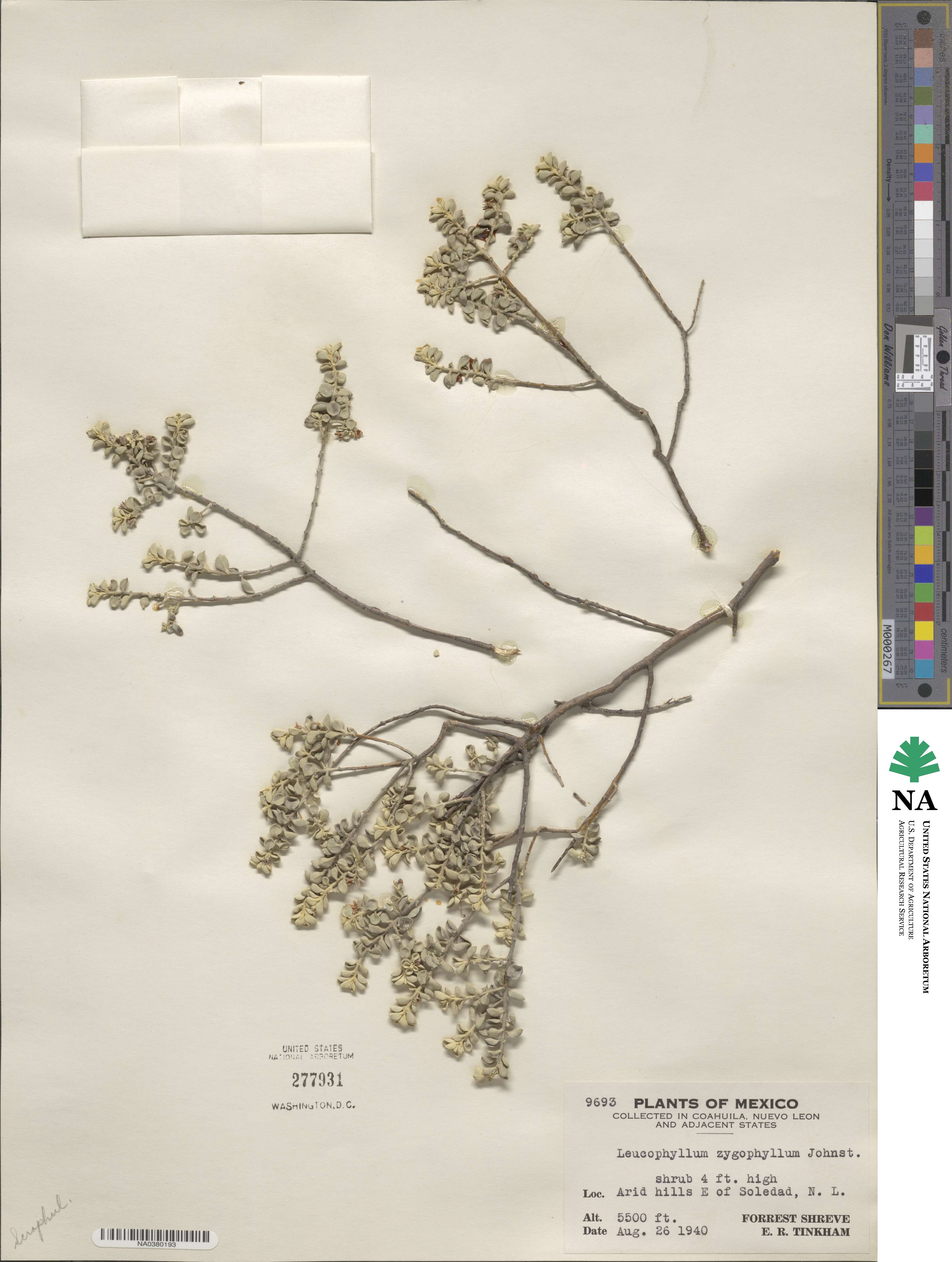 Leucophyllum zygophyllum image