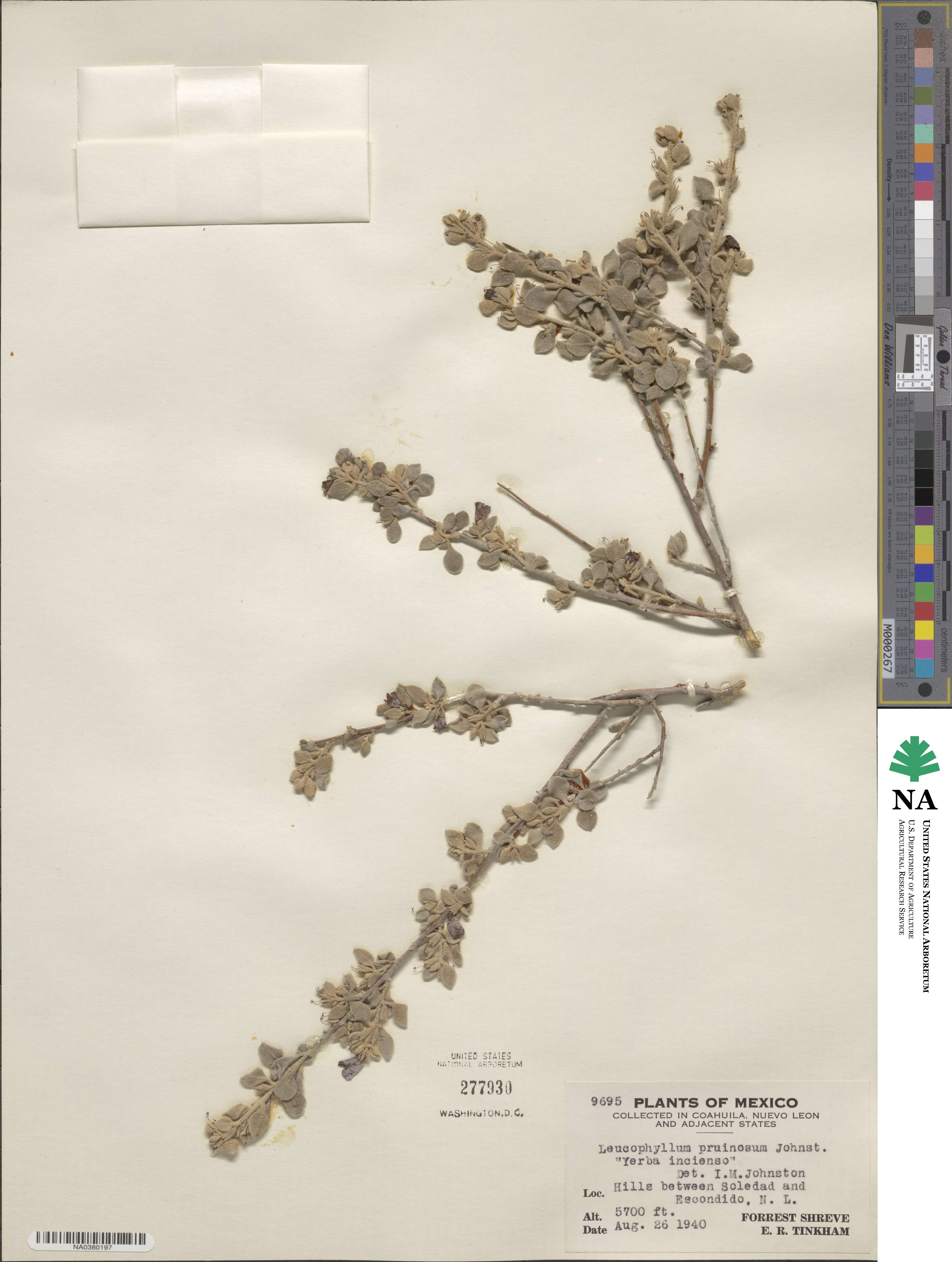 Leucophyllum pruinosum image