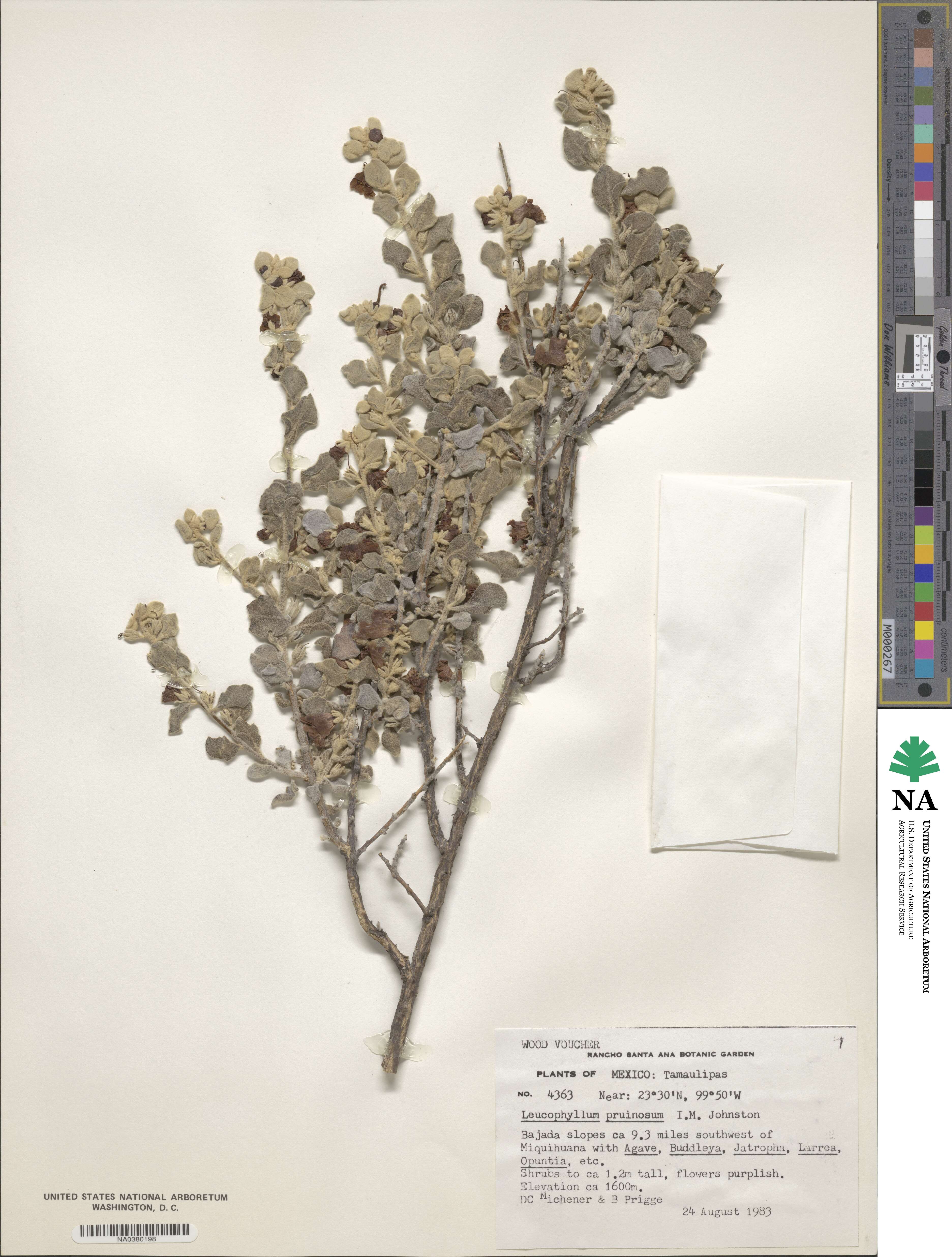 Leucophyllum pruinosum image