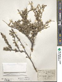 Leucophyllum minus image