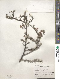 Leucophyllum minus image