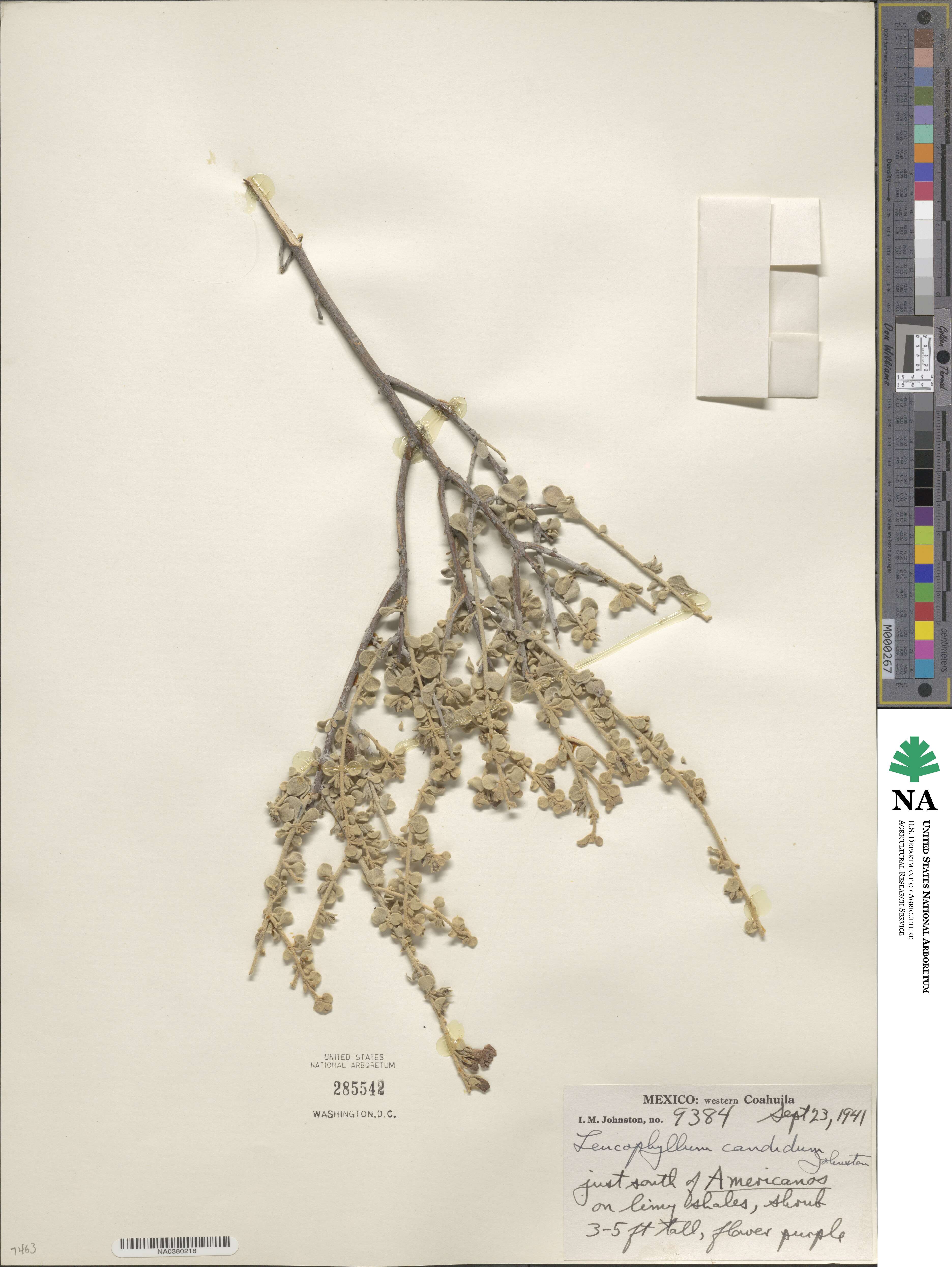 Leucophyllum candidum image