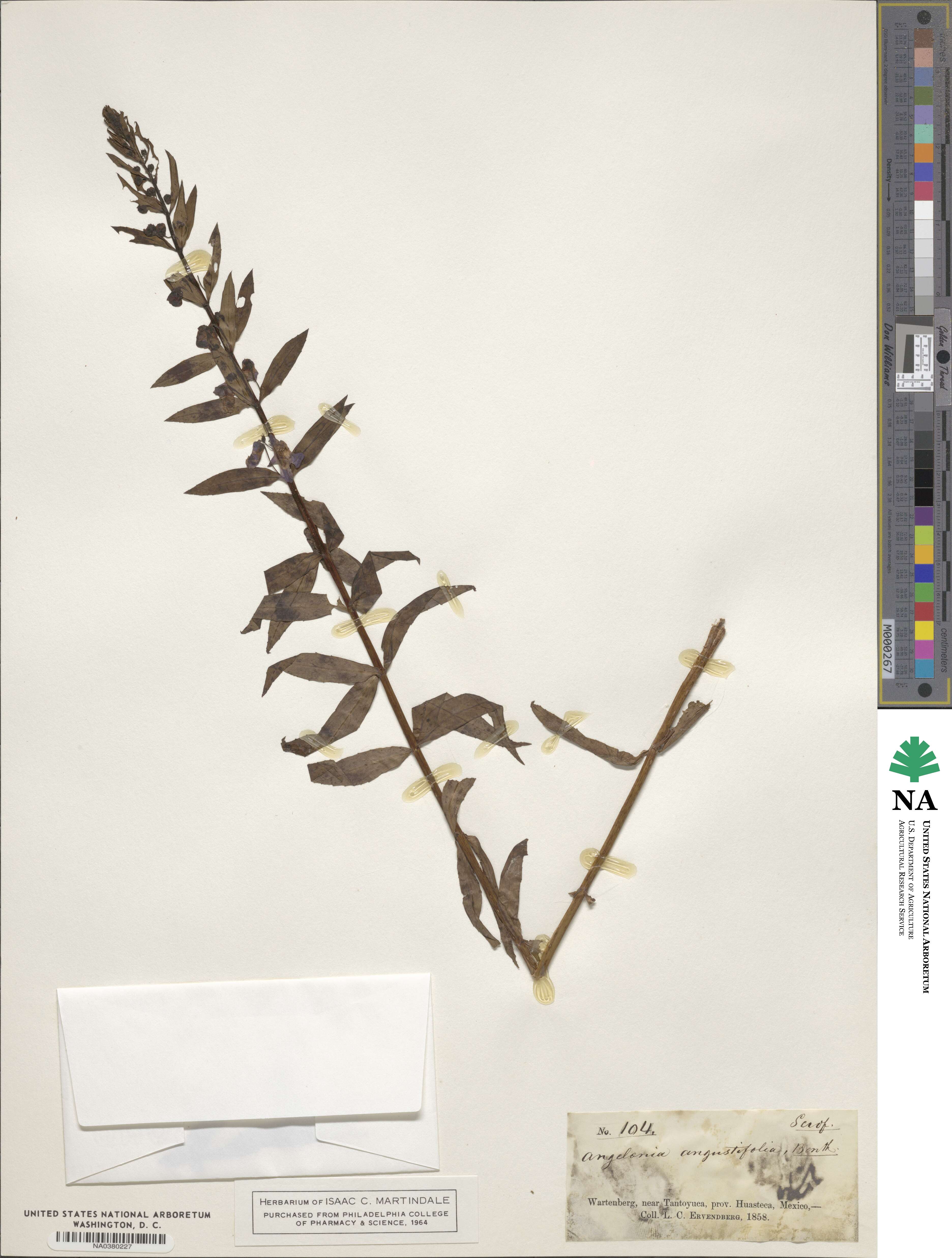 Angelonia angustifolia image