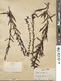 Angelonia angustifolia image