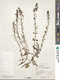 Image of Alonsoa linearis