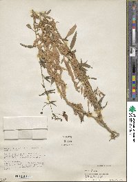 Image of Alonsoa acutifolia