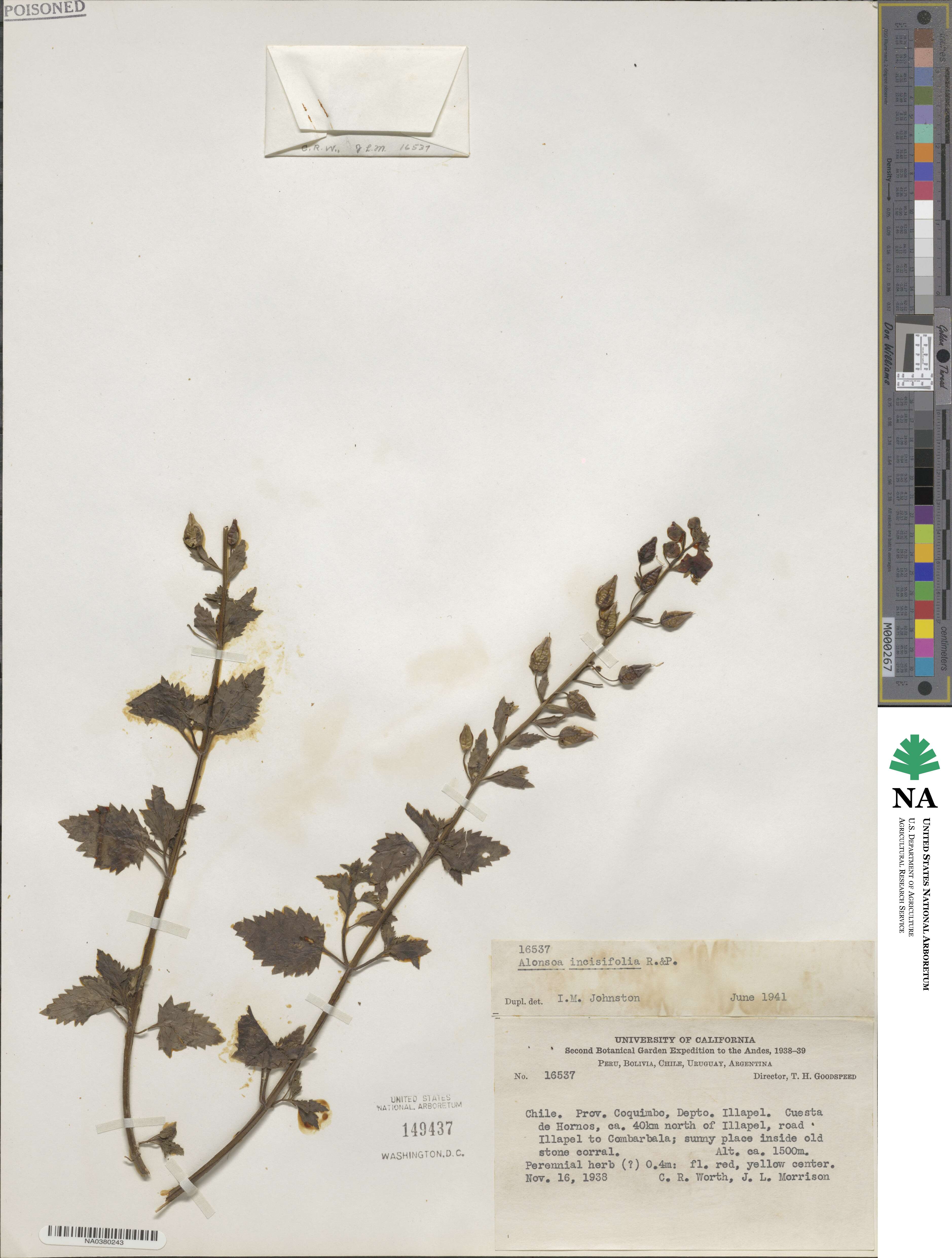 Alonsoa meridionalis image