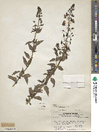 Alonsoa acutifolia image