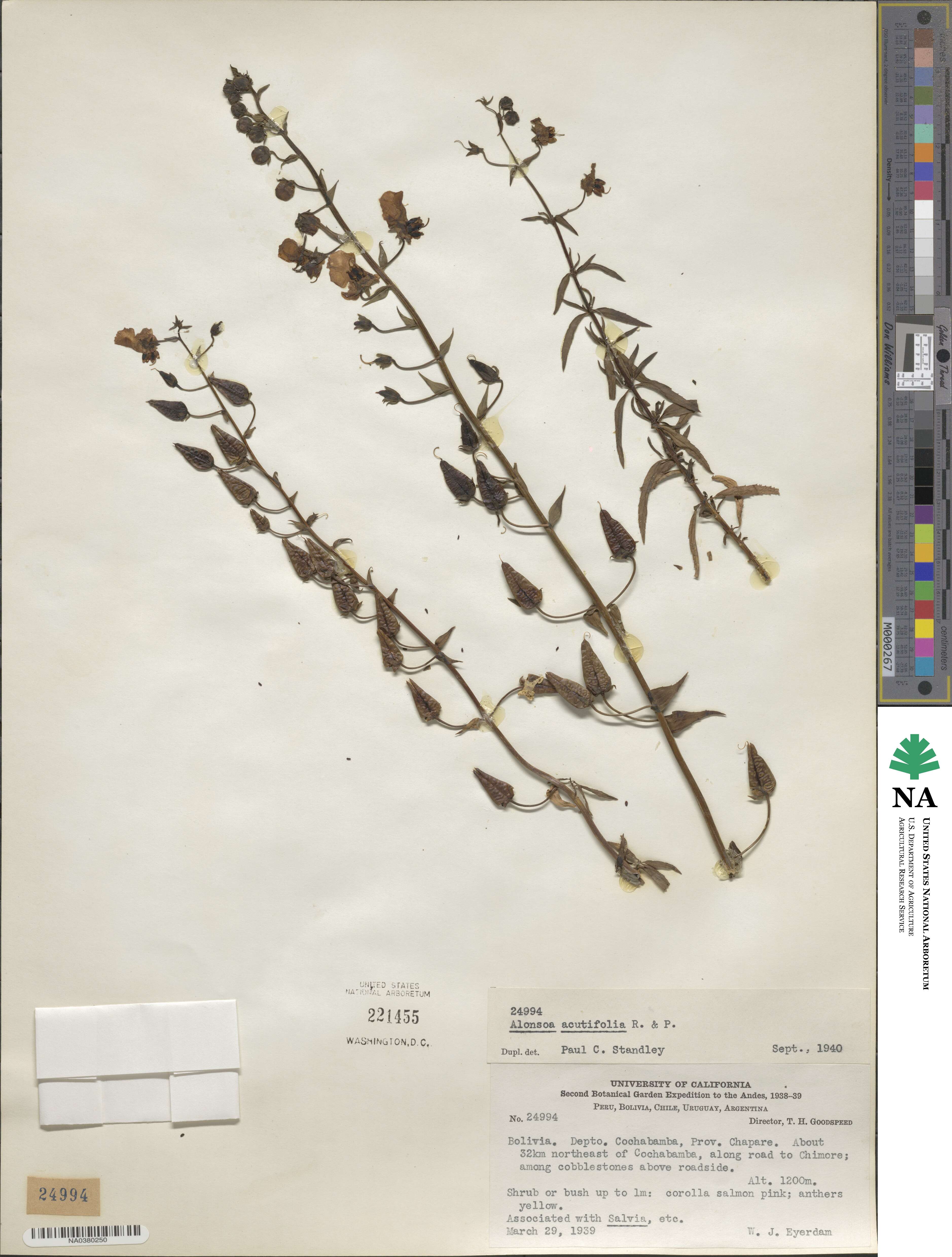 Alonsoa acutifolia image