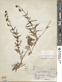 Alonsoa acutifolia image