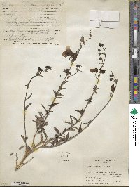 Alonsoa acutifolia image
