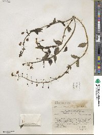 Alonsoa acutifolia image
